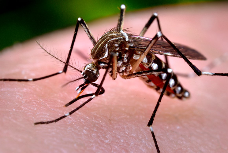 A Anvisa não recebeu pedido de uso excepcional, ou mesmo protocolo de registro de vacina contra dengue do Instituto Butantan.